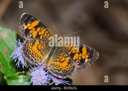 Phyciodes tharos, Pearl Crescent, sur la brume fleur, Conoclinium coelestinum Banque D'Images