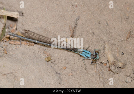 Danseuse à la façade bleue, Argia apicalis, femme Banque D'Images