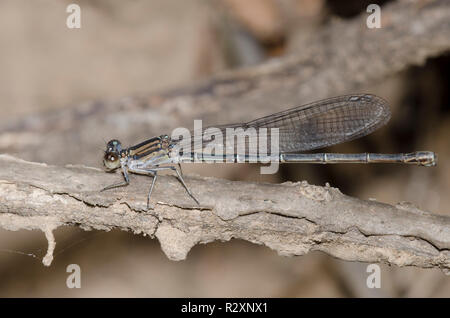 Dusky Dancer, Argia translata, femme Banque D'Images