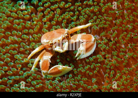 Crabe porcelaine maculée (Neopetrolisthes maculatus) sur un Haddons Stichodactyla haddoni (Anémone de mer), symbiose, Sabang Beach, Mindoro, Philippines Banque D'Images