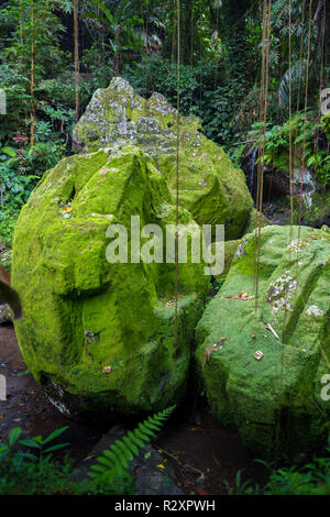 La Colombie, Darien jungle sauvage de la mer des Caraïbes près de Capurgana resort et le Panama frontière. L'Amérique centrale. Cascade dans la jungle Banque D'Images