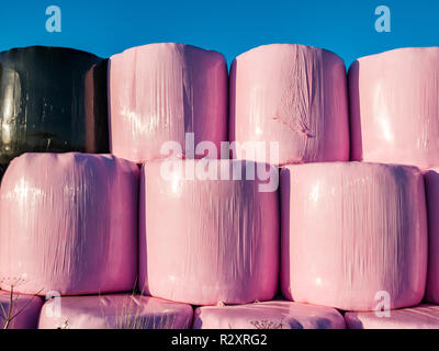 Bottes de foin empilés en rangées dans un champ enveloppé dans des feuilles de plastique noir et rose sur une journée ensoleillée d'automne, East Lothian, Scotland, UK Banque D'Images