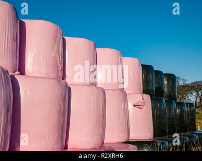 Bottes de foin empilés en rangées dans un champ enveloppé dans des feuilles de plastique noir et rose sur une journée ensoleillée d'automne, East Lothian, Scotland, UK Banque D'Images