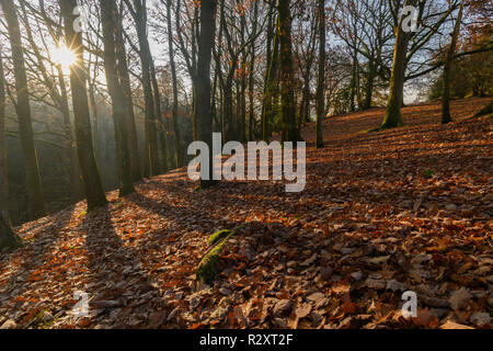 Bois de l'automne avec des feuilles sur le terrain Banque D'Images