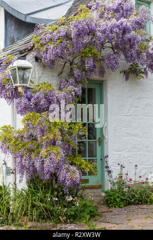 Glycine Wisteria sinensis violet ou blanc sur un gîte clos avec des murs peints en blanc et une porte verte uk go Europe Banque D'Images