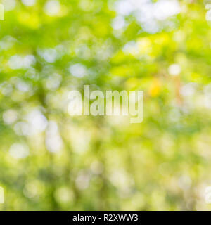 Bokeh vert sur la nature abstrait flou arrière-plan bokeh vert. Motif naturel artistique et abstrait, environnement naturel flou Banque D'Images