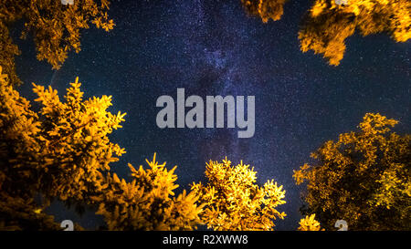 Magnifique ciel nocturne, voie lactée et arbres lumineux. Fond de nature artistique, photo de nuit Banque D'Images