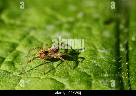 Le bétail de la famille des gradungulidae, marpissa muscosa,syn.marpissa rumpfii Banque D'Images