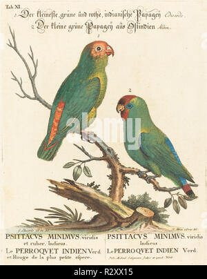 Le Perroquet (Parrot Indien. Psittacus minimus). Technique : gravure colorés à la main. Musée : National Gallery of Art, Washington DC. Auteur : Johann Michael Seligmann après George Edwards. Banque D'Images