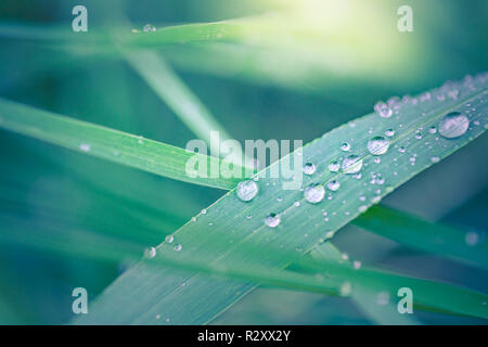 Des gouttelettes d'eau scintillent au soleil sur une lame d'herbe dans la nature au printemps en gros plan. Herbe dans la macro de rosée du matin, espace libre pour le texte. Banque D'Images