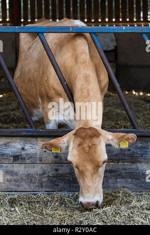 Guernesey vache dans une grange, il se nourrit de foin. Banque D'Images