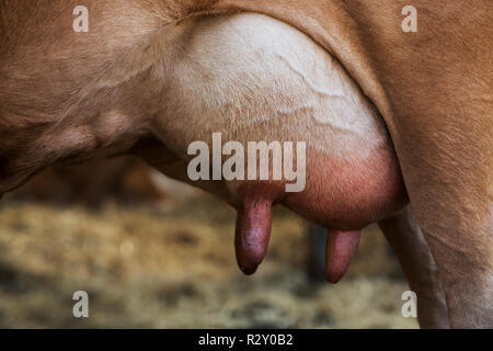 Close up de la mamelle d'une vache de Guernesey. Banque D'Images