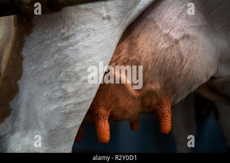 Close up de la mamelle d'une vache de Guernesey. Banque D'Images