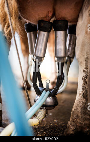 Close up de la mamelle d'une vache Guernsey relié à une machine à traire. Banque D'Images