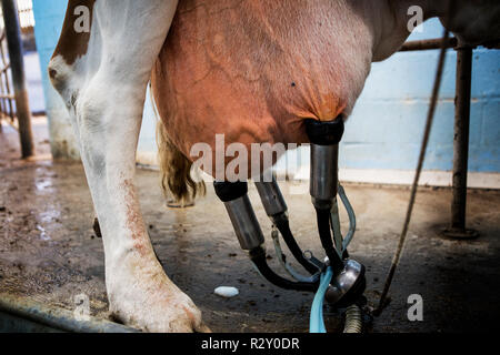 Close up de la mamelle d'une vache Guernsey relié à une machine à traire. Banque D'Images