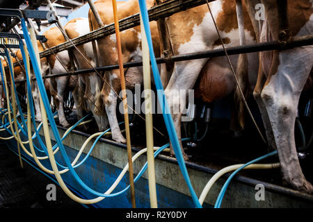 Close up de vaches Guernesey être traite avec machine de traite automatique. Banque D'Images