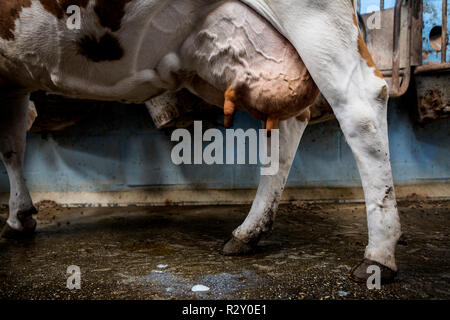 Close up de la mamelle d'une vache de Guernesey. Banque D'Images