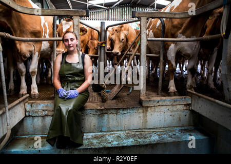 Young woman wearing apron debout dans un hangar avec la traite des vaches de Guernesey. Banque D'Images