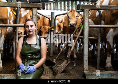 Young woman wearing apron debout dans un hangar avec la traite des vaches de Guernesey. Banque D'Images