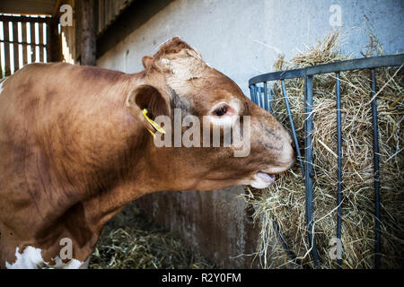 Guernesey vache dans une grange, il se nourrit de foin. Banque D'Images