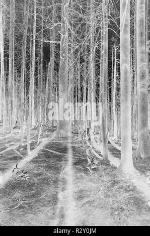 Le noir et blanc image inversée d'un an maximum en vieux norrois, incendies de forêt près de Mt. Rainier National Park (le long de la section I de la Pacific Crest Trail, bof Banque D'Images