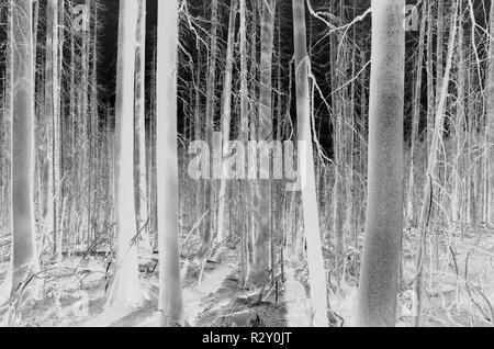 Le noir et blanc image inversée d'un an maximum en vieux norrois, incendies de forêt près de Mt. Rainier National Park (le long de la section I de la Pacific Crest Trail, bof Banque D'Images