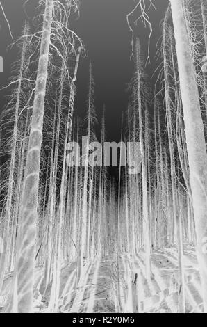 Le noir et blanc image inversée de la crête des Scandinaves feu de forêt arbres endommagés, près de Mount Rainier National Park Banque D'Images