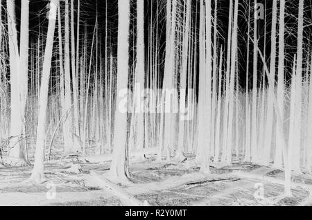 Le noir et blanc image inversée de la crête des Scandinaves feu de forêt arbres endommagés, près de Mount Rainier National Park Banque D'Images