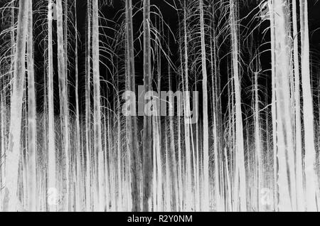 Le noir et blanc image inversée de la crête des Scandinaves feu de forêt arbres endommagés, près de Mount Rainier National Park Banque D'Images