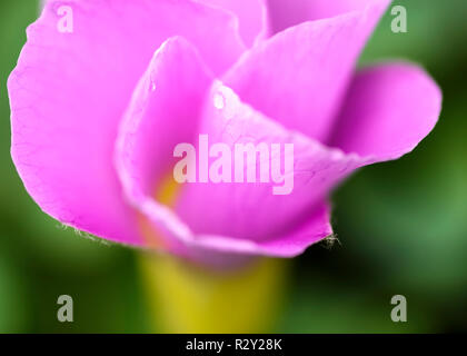 Close up macro photo d'une herbe rose fleur avec pétales virevoltantes. Banque D'Images
