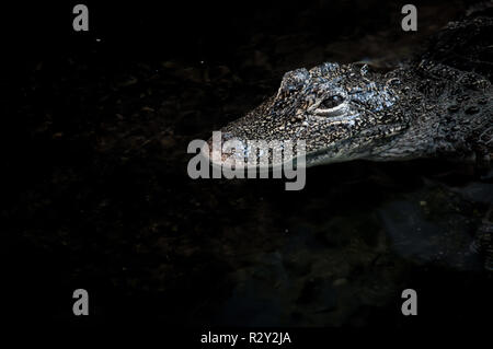 Close up Crocodile flottant à la surface de l'eau Banque D'Images