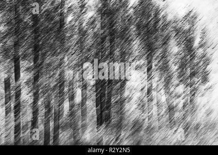 Blurred motion, une forêt de trembles en automne, tout droit sur le tronc des arbres blancs, résumé. Banque D'Images
