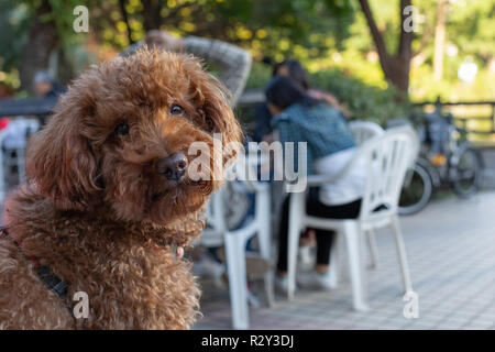 Portrait de caniche marron dans un café en plein air à la droit dans la caméra Banque D'Images