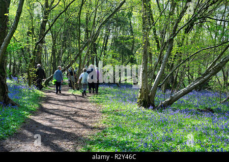 Ramblers marchant dans un bois Bluebell Banque D'Images
