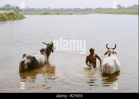 Un agriculteur baigne ses boeufs dans un lac après une journée de travail près de Patna, Bihar, Inde. Banque D'Images