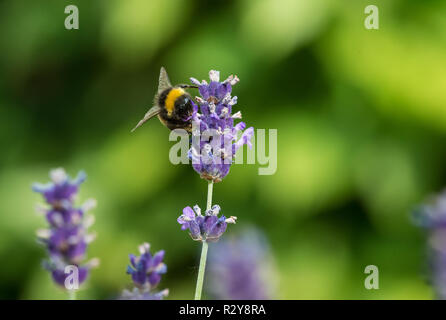 Abeille sur lavande Banque D'Images