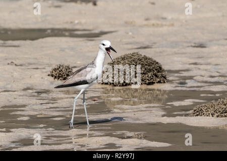 Dromas ardeola pluvier crabe appelant juvénile en estuaire dans l'Océan Indien, Seychelles Banque D'Images