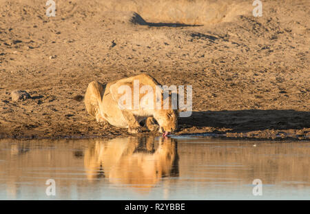 Un point d'eau potable une lionne fram Banque D'Images