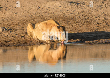 Un point d'eau potable une lionne fram Banque D'Images