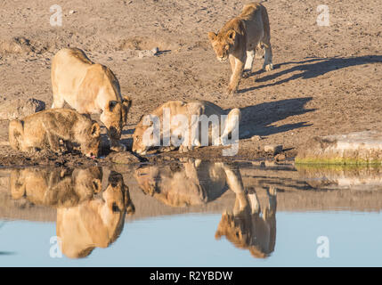 Au point d'une troupe de lions dans le parc national d'Etosha Banque D'Images