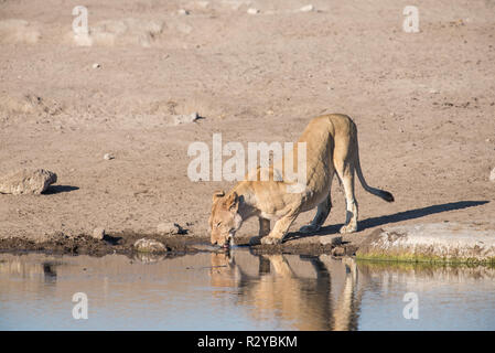 Un point d'eau potable une lionne fram Banque D'Images