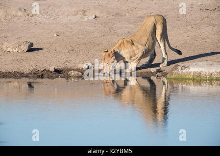 Un point d'eau potable une lionne fram Banque D'Images