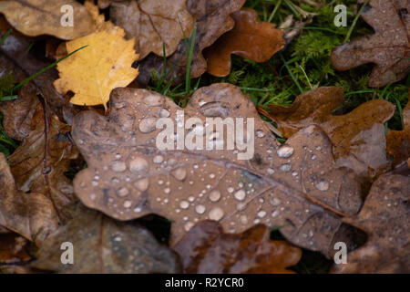 Rosée sur une feuille d'automne brun sur le sol forestier Banque D'Images