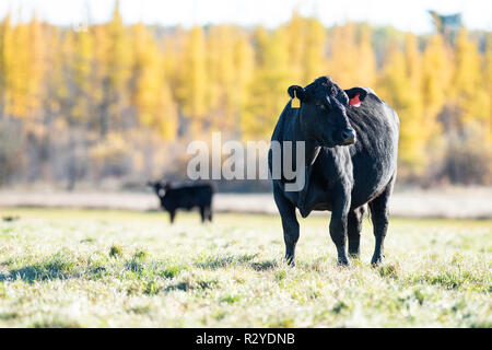 Laboratoire noir dans un pâturage de bétail sur un jour à la fin de l'automne Banque D'Images