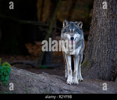 Loup gris Banque D'Images