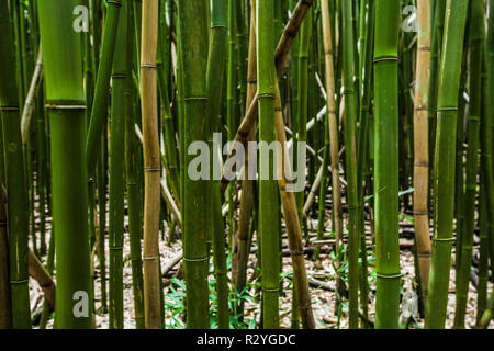 Forêt de bambou, Maui, Hawaii, USA. Banque D'Images