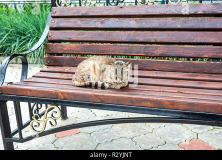 Chat gris couché sur banc en bois en journée d'été Banque D'Images