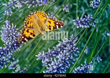 Il s'agit d'une image de la belle dame papillon, Vanessa (Cynthia cardui) ou tout simplement, l'alimentation (Vanessa cardui) de nectar sur la lavande. En Amérique, il est k Banque D'Images