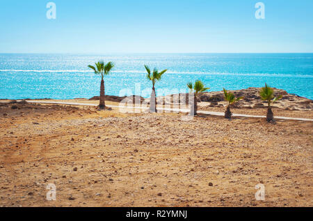 Image de cinq petits palmiers sur la plage désertique sur l'arrière-plan de la surface de la mer bleu brillant et ciel d'été sans nuages.