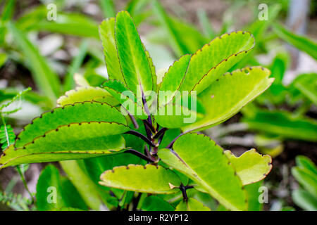 Herbes médicinales/plante Kalanchoe Laciniata, Crassulaceae, connu comme bhasampatta , en Inde Banque D'Images